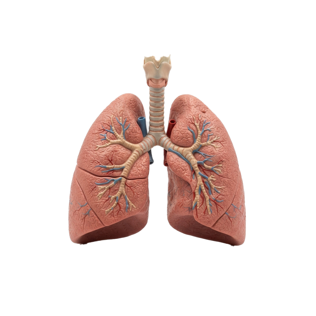 Lung Cancer Awareness Month